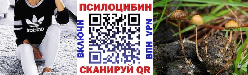 shop состав  хочу   Завитинск  Галлюциногенные грибы Psilocybe 